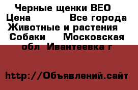 Черные щенки ВЕО › Цена ­ 5 000 - Все города Животные и растения » Собаки   . Московская обл.,Ивантеевка г.